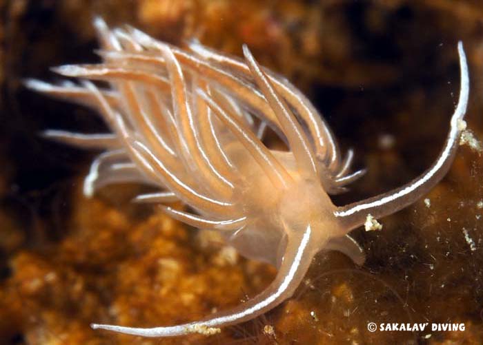 Nudibranches Madagascar